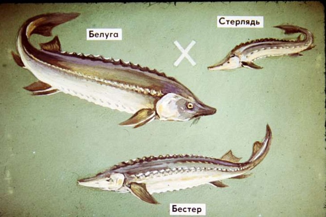 стербел образ жизни и места обитания