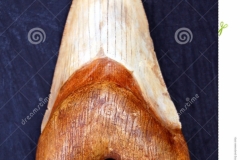И это только его зуб!!! Каков же ОН САМ???
